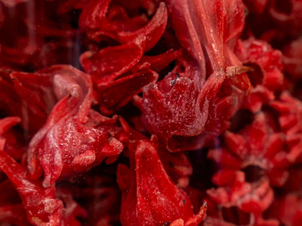 Close-up of dried red hibiscus (karkade) calyces